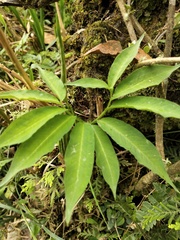 Arisaema heterophyllum