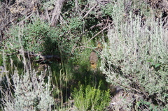 Sylvilagus idahoensis