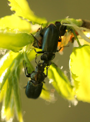 Platycerus caraboides