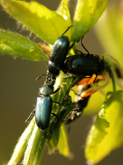 Platycerus caraboides