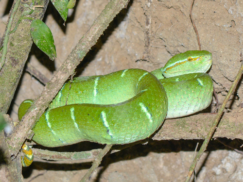 Tropidolaemus subannulatus