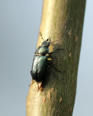 Platycerus caraboides