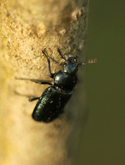 Platycerus caraboides