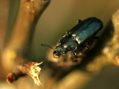 Platycerus caraboides