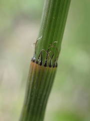 Equisetum ramosissimum image