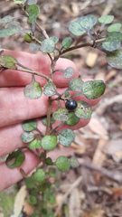 Coprosma spathulata spathulata