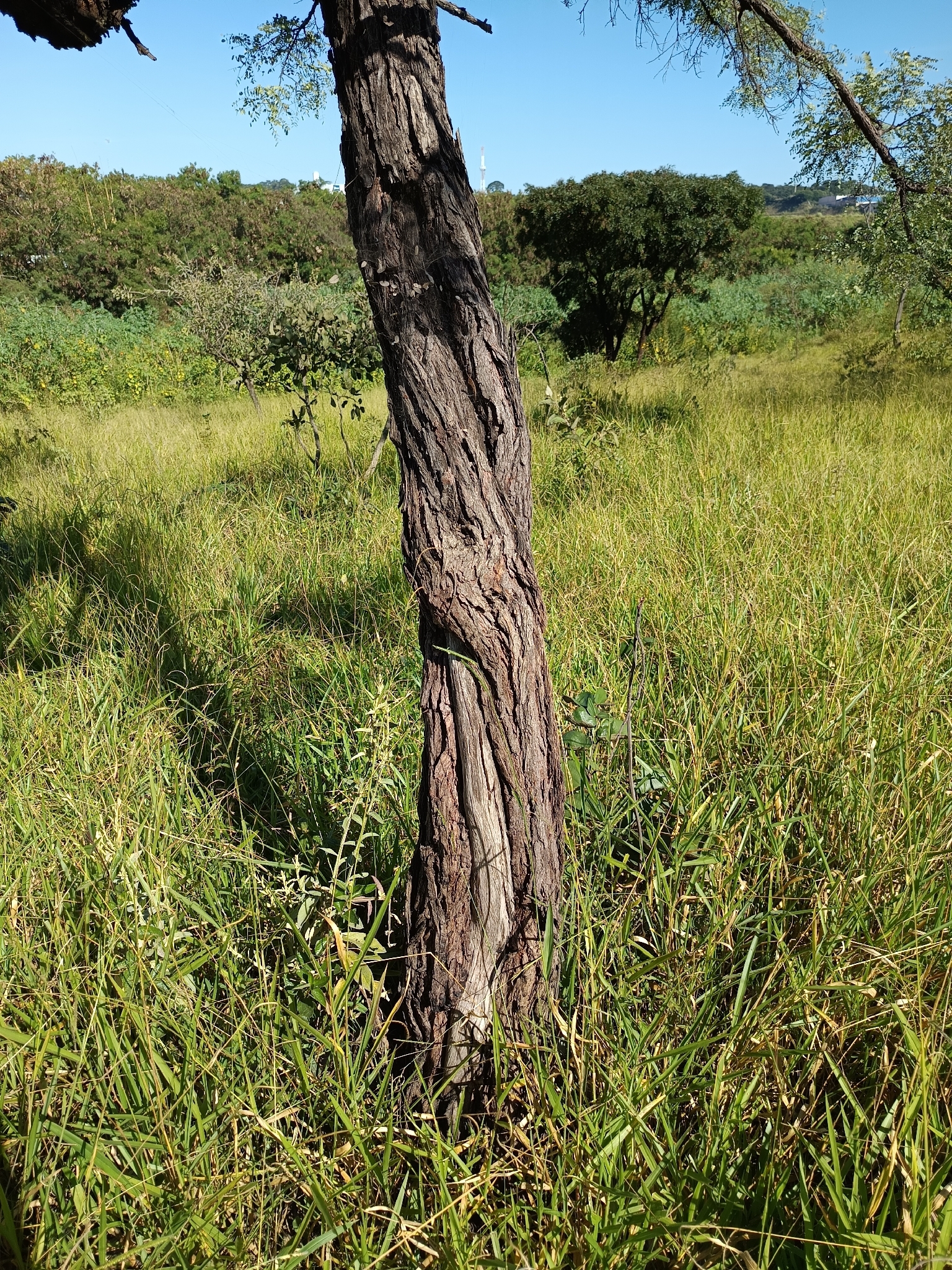 Imagem de Caviúna-do-cerrado