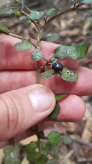 Coprosma spathulata spathulata