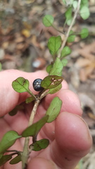 Coprosma spathulata spathulata