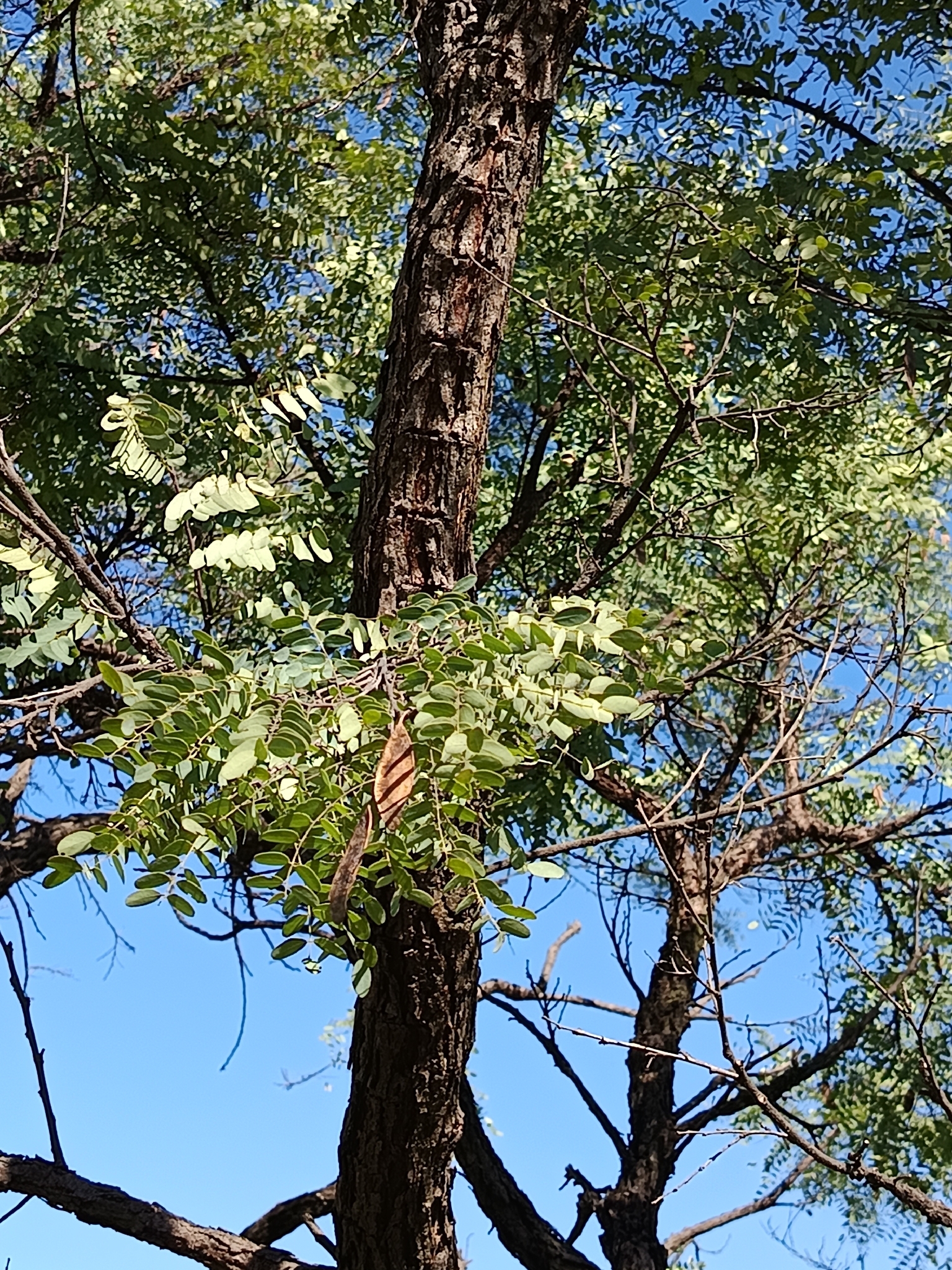 Imagem de Caviúna-do-cerrado