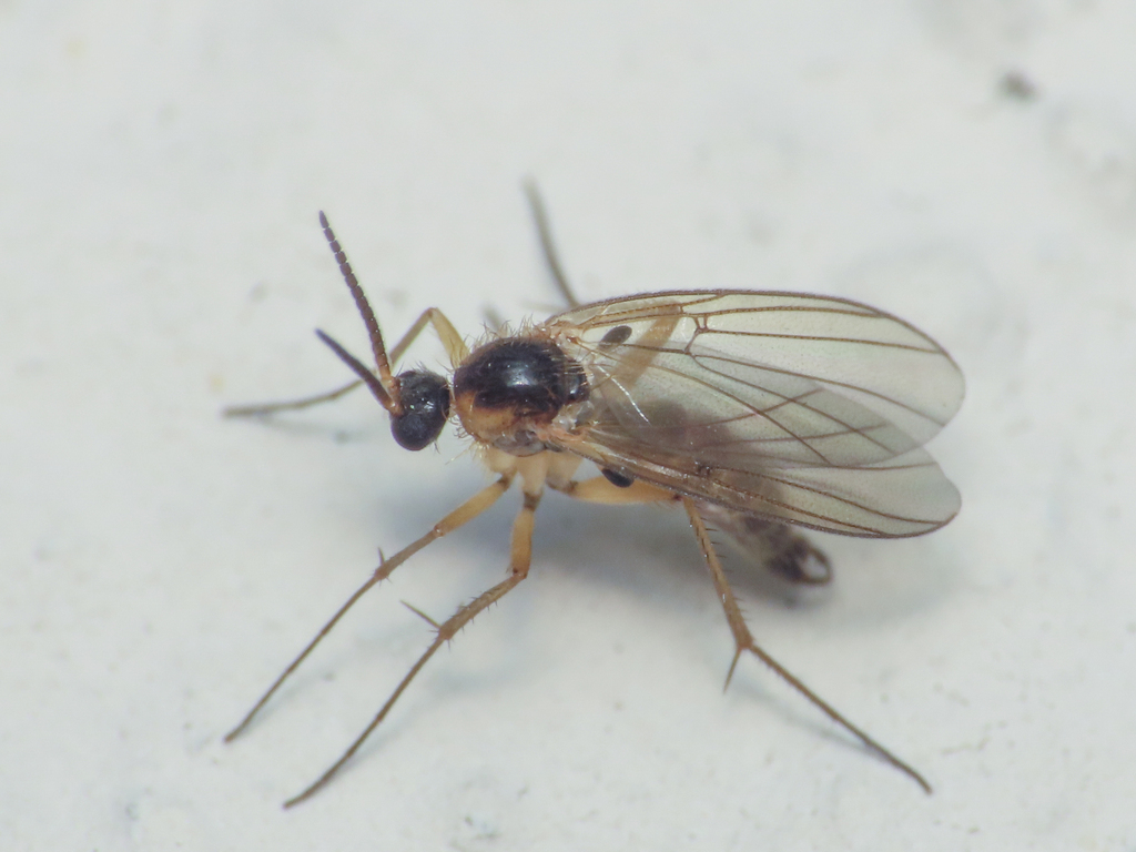 Monoclona rufilatera