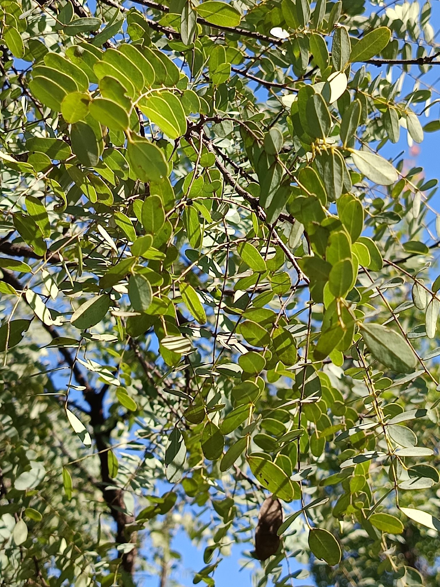 Imagem de Caviúna-do-cerrado