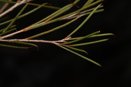 Melaleuca uncinata, photograph 1