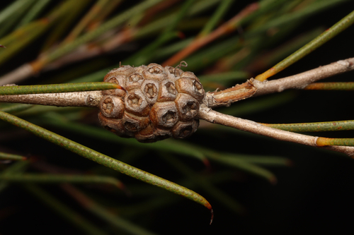 Melaleuca uncinata