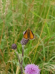 Thymelicus sylvestris