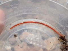 Geophilus becki