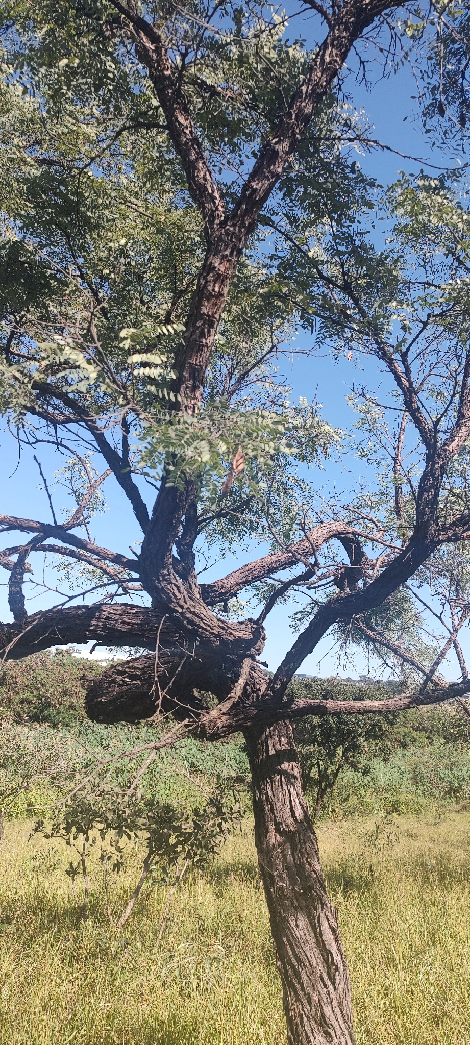 Imagem de Jacarandá do Cerrado