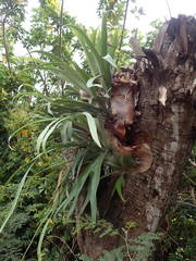 Platycerium alcicorne