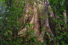 Canarium madagascariense
