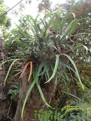 Platycerium alcicorne