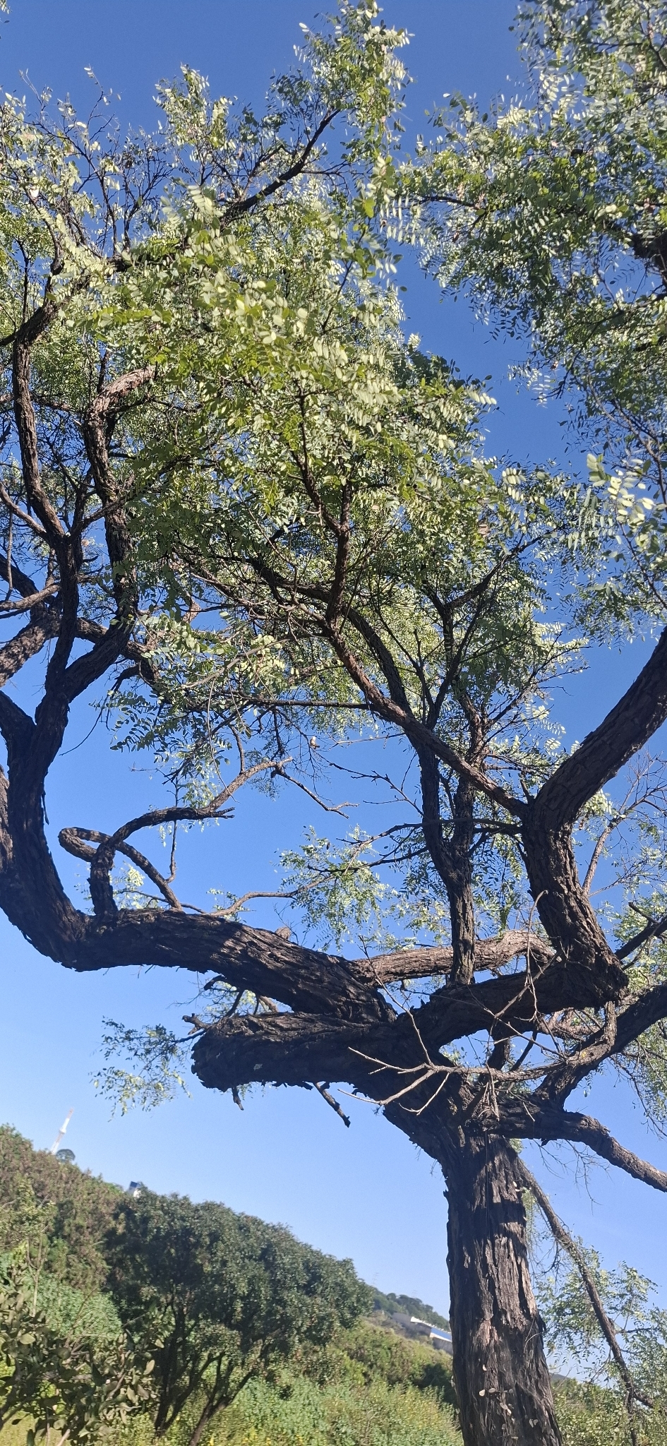Imagem de Jacarandá do Cerrado
