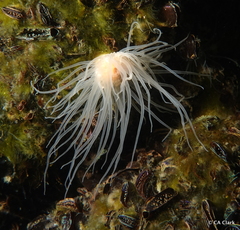 Entacmaea medusivora