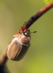 Melolontha hippocastani