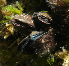 Brachidontes