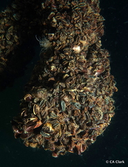 Brachidontes