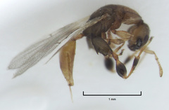 Odontofroggatia galili