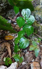 Piperales