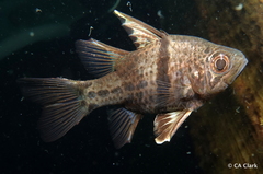 Sphaeramia orbicularis