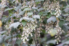 Ribes ciliatum