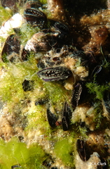 Brachidontes