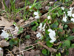 Viola