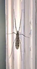 Tipula rufina
