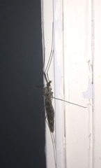 Tipula rufina