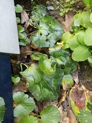 Cyclamen hederifolium