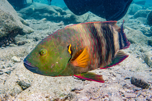 Cheilinus lunulatus