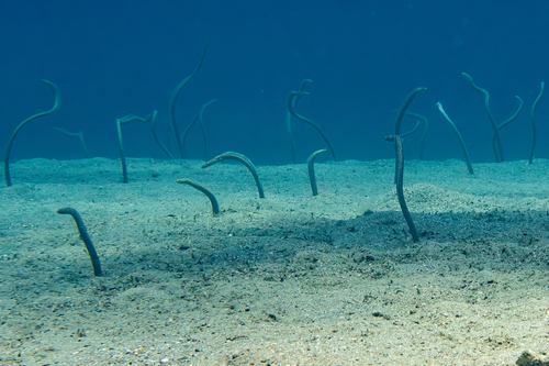 Red Sea garden eel (Gorgasia sillneri) — Congridae — 3