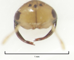 Odontofroggatia galili