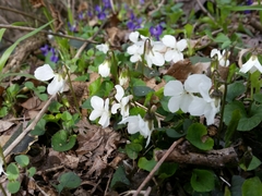 Viola
