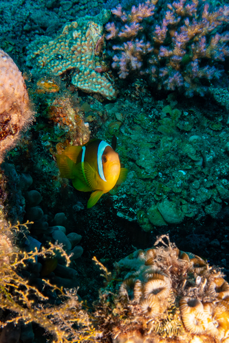 Amphiprion bicinctus
