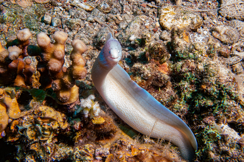 Gymnothorax griseus