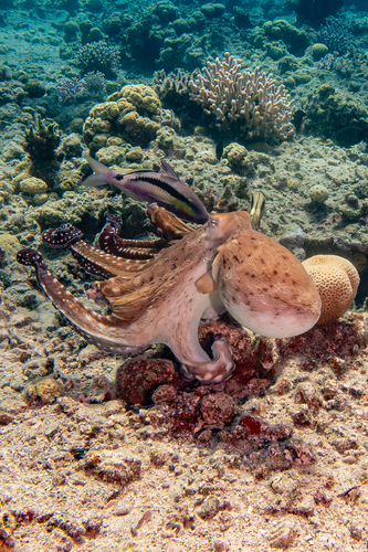 Octopus cyanea