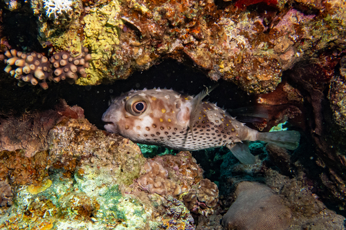 Cyclichthys spilostylus