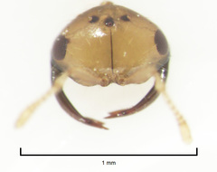 Odontofroggatia galili