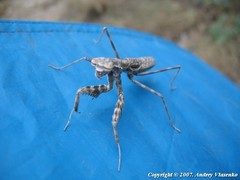 Bolivaria brachyptera