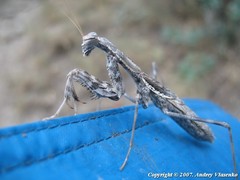 Bolivaria brachyptera
