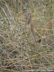 Bolivaria brachyptera